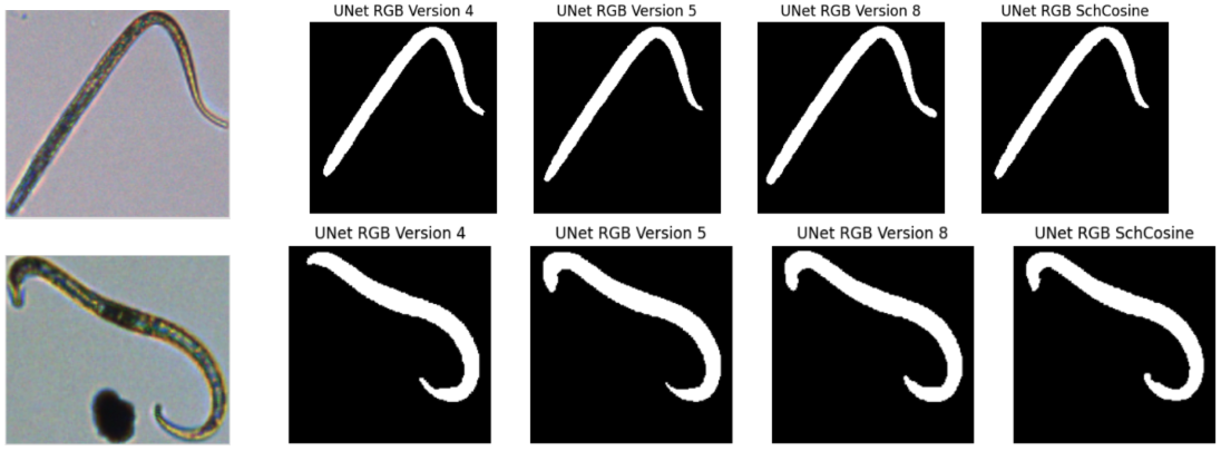UNet predictions: clean organism masks with debris excluded