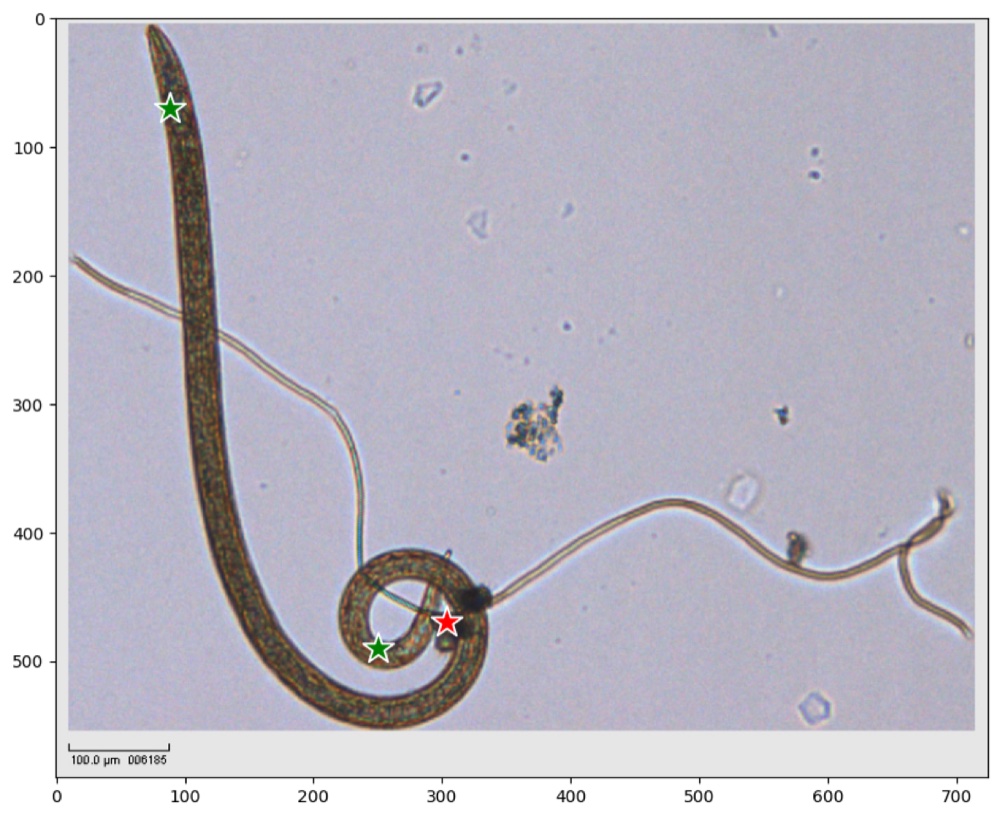 Microscope photo of a nematode with green points on the organism and a red point on the debris