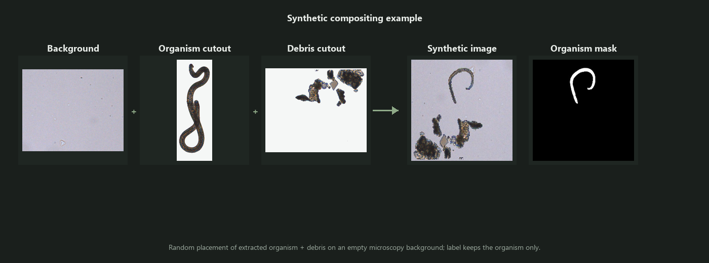 Example of synthetic compositing: background, organism cutout, debris cutout, synthetic image and organism mask